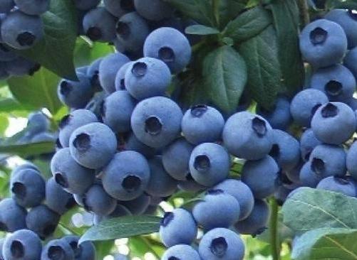 藍莓種苗